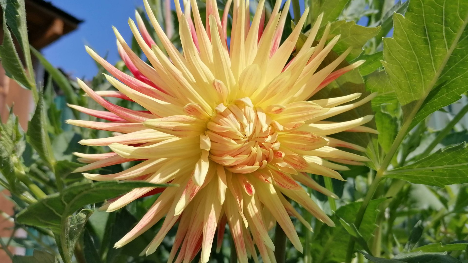 Лучшая подкормка для георгин в период цветения. смотреть онлайн