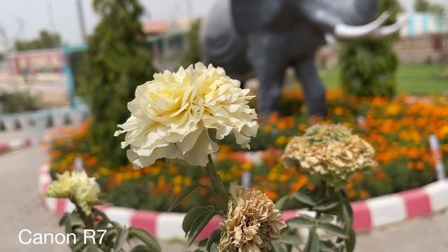 Canon EOS R7 vs Canon EOS RP Camera Comparision смотреть онлайн