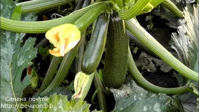 Почему гниют завязи кабачков? смотреть онлайн
