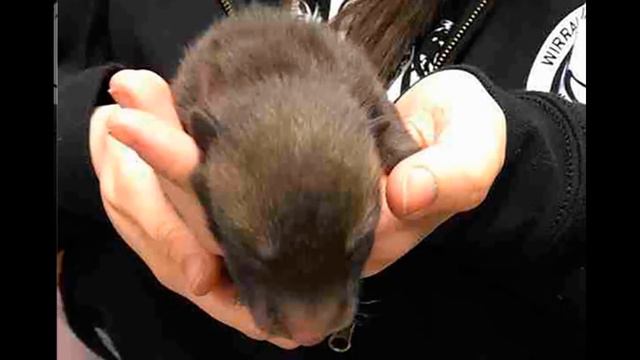 Он подумал, что нашел щенят, но позже выяснилось, что их мама даже не собака! смотреть онлайн