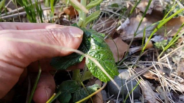 Weiße Pestwurz - Blüten - 06.04.18 (Petasites albus) - Wildpflanzen-Bestimmung смотреть онлайн