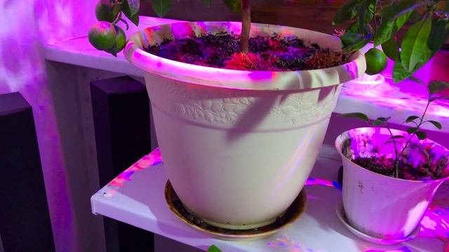 Цитрусовые растения "Калиевая селитра" смотреть онлайн