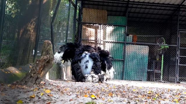 Ostriches Mating In Front Of Tourists | Ostrich Mating | Ostrich Mating Dance | Animal Mating