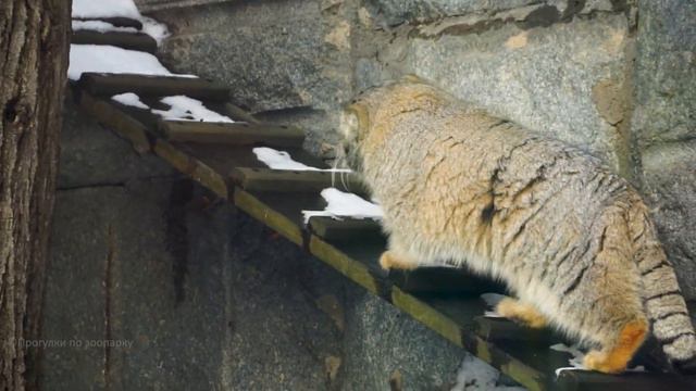 Манул Тимофей прогулялся по заснеженным полочкам, но решил, что в домике теплее. Московский зоопарк смотреть онлайн