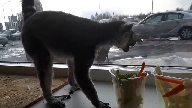 Кошачий Лемур смотреть онлайн