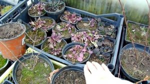 КАК ПЕРЕЗИМОВАЛИ ГОРТЕНЗИИ И РОЗЫ В НЕОТАПЛИВАЕМОЙ ТЕПЛИЦЕ .  СПАСЕНИЕ ЧЕРЕНКОВ . ОБЗОР ТЕЛИЦЫ