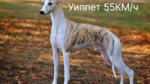 ТОП-15 САМЫХ БЫСТРЫХ ПОРОД СОБАК В МИРЕ #далматин #животние #скорость