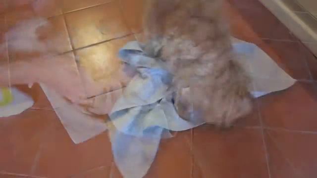 Померанский шпиц Как я ухаживаю . смотреть онлайн