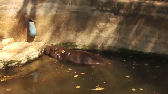 Hippopotamus in the Dusit zoo at Bangkok in 2017 смотреть онлайн