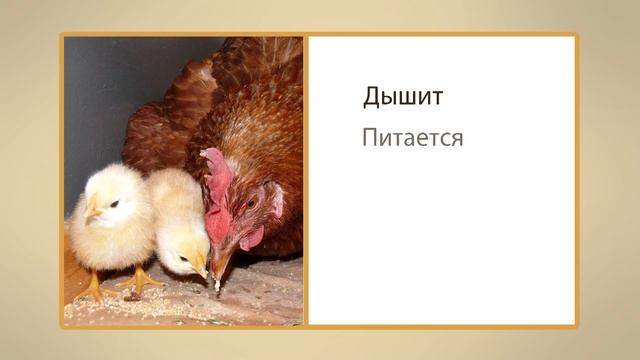 Живая и неживая природа. Видеоурок по окружающему миру 1 класс смотреть онлайн