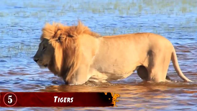 9 Most Dangerous Animals You Should Run Away From смотреть онлайн