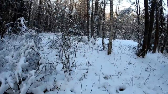Облавная охота на волков в Псковской области. Островский район деревня Крюки. смотреть онлайн