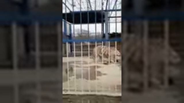 зоопарк 2 смотреть онлайн