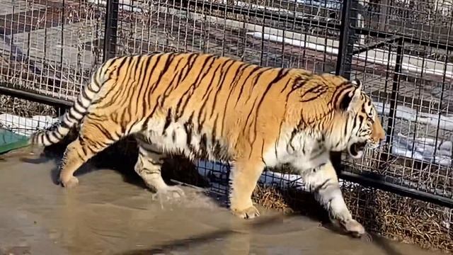 Мужчина не смог УБЕЖАТЬ ОТ ТИГРА !!! смотреть онлайн