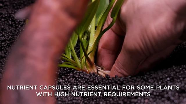 650L planted tank with easy plants and a giant Monstera смотреть онлайн