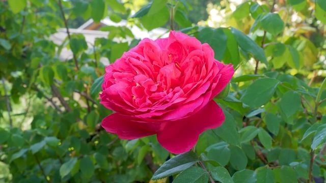 SAITAMA【Private Residence】 Le Jardin Secret 2020. Ms.Mariko Gonda's Residence. ル・ジャルダン・サクレ #4K #権田邸