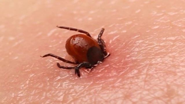 Котики Всегда Веселые