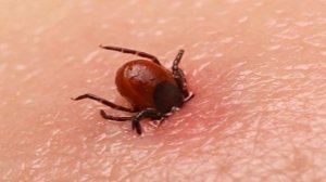 Как Выглядит КЛЕЩ. Поймали Живого Клеща
