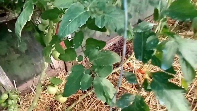 Убираем лук Ред барон, штутгратер Ризен, Стардаст. Жара на Кубани. смотреть онлайн