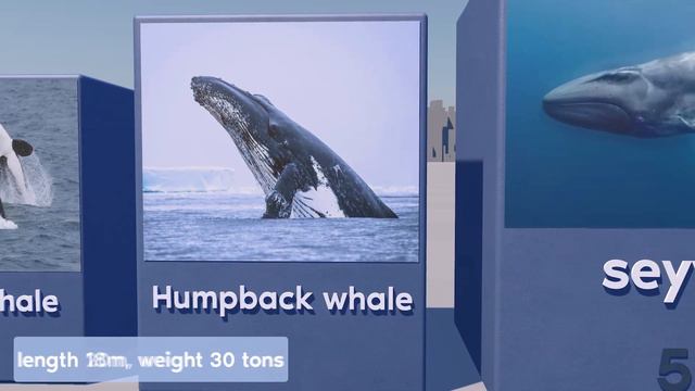 The Largest Marine Animals In The World - Size Comparison смотреть онлайн