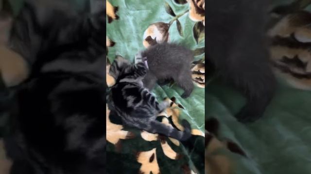 Разборки енота и котёнка, кто кого БОЛЬШЕ ДОСТАНЕТ? смотреть онлайн
