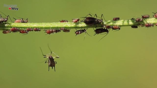 ТЛЯ БОИТСЯ ЭТОГО ЧЕРНОГО СРЕДСТВА КАК ОГНЯ! СУПЕР СРЕДСТВО ОТ ТЛИ БЕЗ ХИМИИ!
