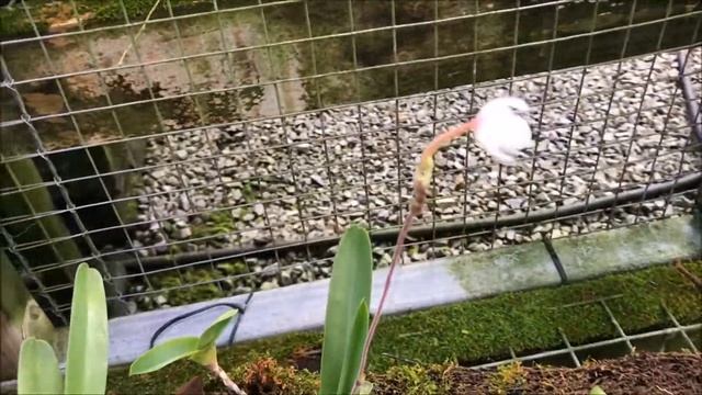 Trichoglottis atropurpurea featured in greenhouse tour смотреть онлайн