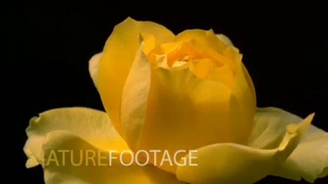 Floare - Trandafir - Inflorire смотреть онлайн