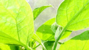 КАК ИЗБАВИТЬСЯ ОТ ПАУТИННОГО КЛЕЩА НА КОМНАТНЫХ РАСТЕНИЯХ И НЕ  ТОЛЬКО / Садовый мир рекомендует!