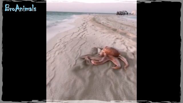 ПОПРОБУЙ НЕ ЗАСМЕЙСЯ ? ПРИКОЛЫ С ЖИВОТНЫМИ 2020 ?? Тест на Психику #704