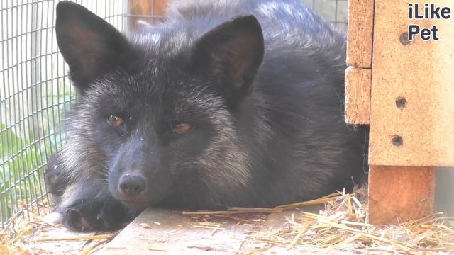 5 необычных фактов о лисах смотреть онлайн