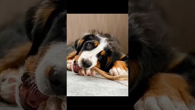 Бернский зенненхунд (Bernese Mountain Dog) & олений рог смотреть онлайн