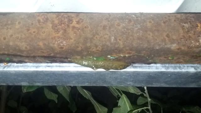 Слизняк бьёт все рекорды. смотреть онлайн