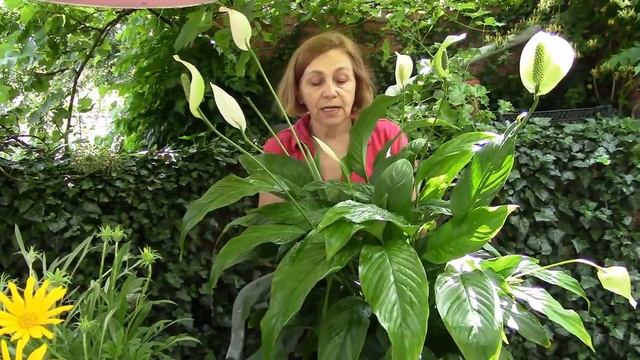 Сатифиллум комнатный цветок. Как изменился спатифиллум за год! смотреть онлайн