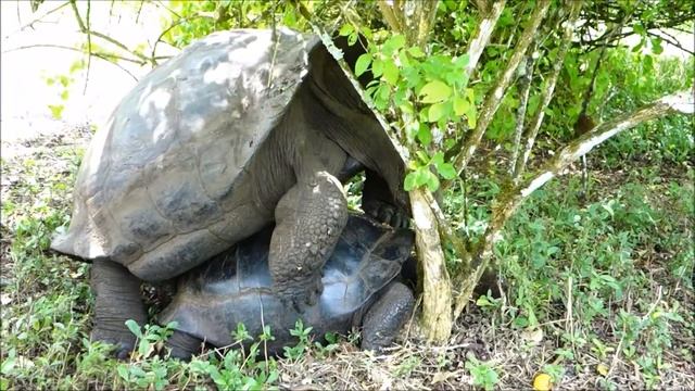 Giant GALAPAGOS TURTLES | Galapagos Islands | Гигантские галапагосские черепахи смотреть онлайн