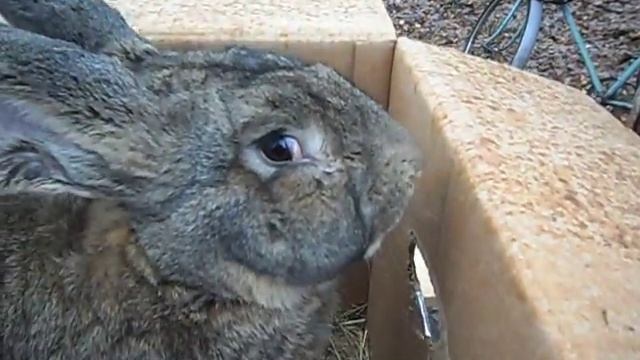 Выставка г. Конотоп 21.11.2015 - кролики породы Фландр смотреть онлайн