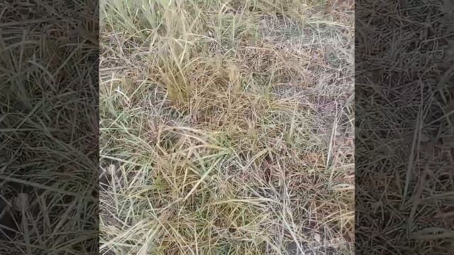 Как правильно посадить Грецкий орех. ЯЦЕК! Express-landing of nut is an experiment. смотреть онлайн