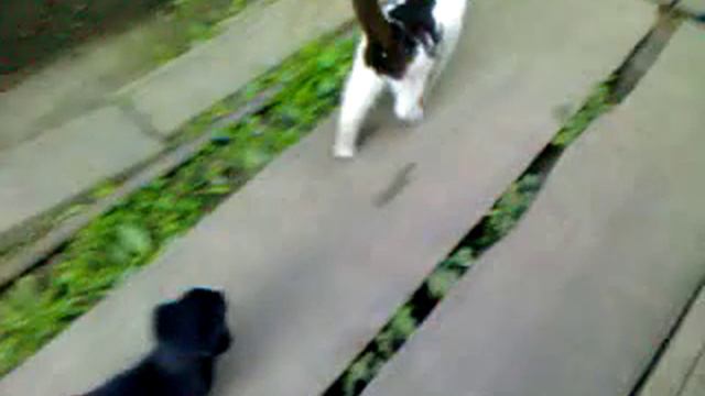 Щенок достает кота) смотреть онлайн