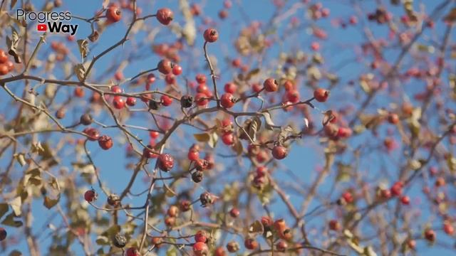 Лучше Лекарств! Ушли Боли В Голове, Сердце, Кровь Жиже Воды И Даже… смотреть онлайн
