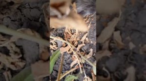 Еж в огороде. Днем ежик в огороде