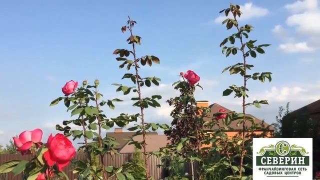 Готовим с Любовью