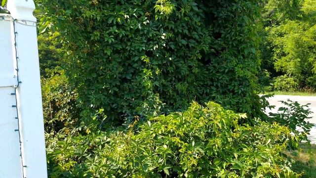 Ferrari FF, Hotrod, 2nd Gen Camaro, And Slingshot Drive-by смотреть онлайн