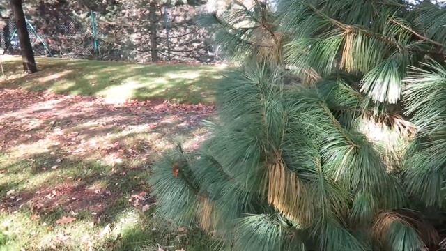 Pinus wallichiana borovice himalájská смотреть онлайн
