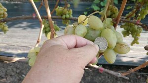 Виноград Услада (Калугин В. М.) Виноградник Король В. Н. SLAVA.KING2007@MAIL.RU г. Краснодар