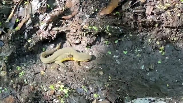 Michigan Herping (Salamanders & Newt) смотреть онлайн