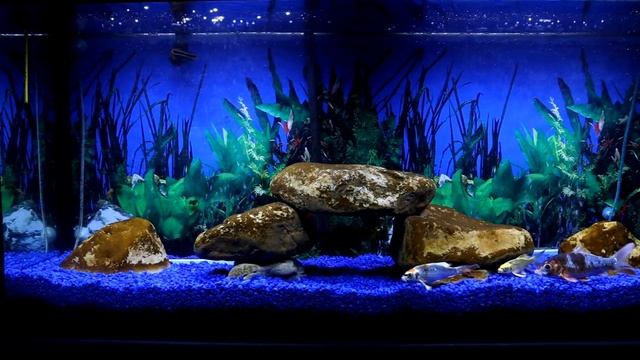 Virtual Aquarium - Real Live Fish смотреть онлайн