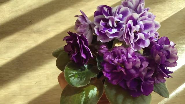 ЕК-Черная Жемчужина спорт смотреть онлайн