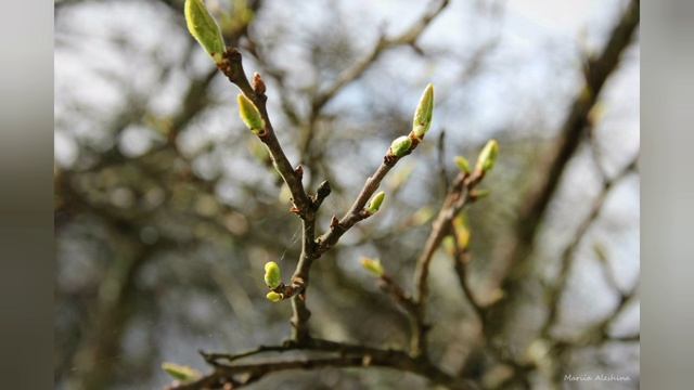 Животные и растения весной для детей смотреть онлайн