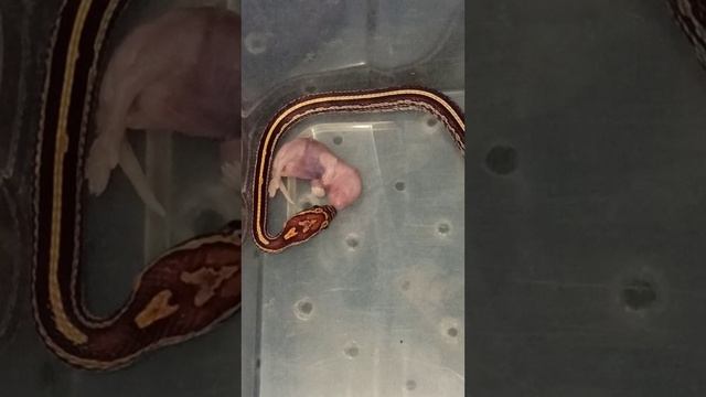 Малыш маисового полоза кушает. Подрос! смотреть онлайн