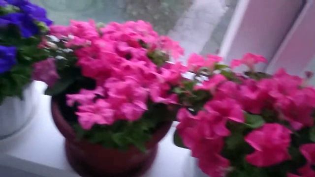 Петуния на балконе!